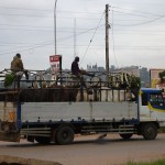 09_05_Kampala_cow_transport