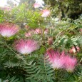 We cannot offer pictures of snow-covered cars, roads or houses but instead a few pictures of flowering bushes and trees in our garden. . It […]