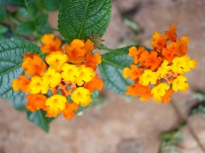 Flower-2