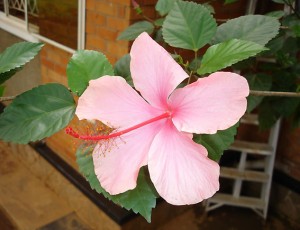 Flower_3