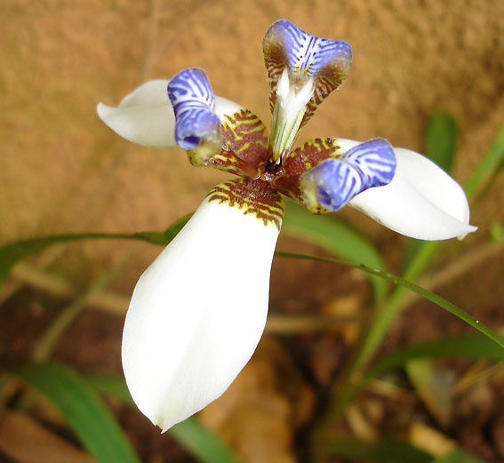 flower_4.jpg?w=300