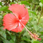 Flower_6