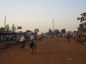 Lira---Kuh-auf-der-Strasse
