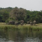Murchison-Elephants
