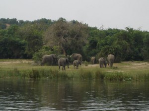 Murchison-Elephants