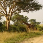 Murchison-giraffe