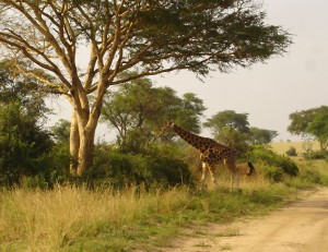 Murchison-giraffe