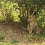 Murchison-Lion