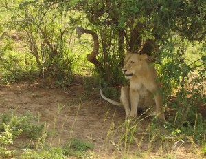 Murchison-Lion