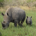 Murchison-Rhinos-3