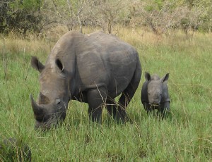 Murchison-Rhinos-3