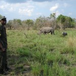 Murchison-Rhinos-4