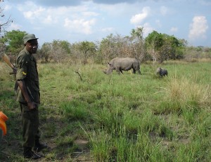 Murchison-Rhinos-4