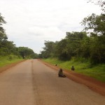 Reise---Affen-auf-der-Strasse