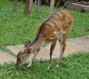 2010_07-animal-murch-park-1