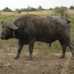 2010_07-animal-murch-park-10