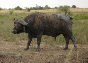 2010_07-animal-murch-park-10