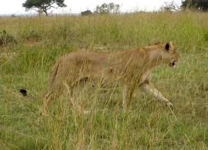 2010_07-animal-murch-park-11