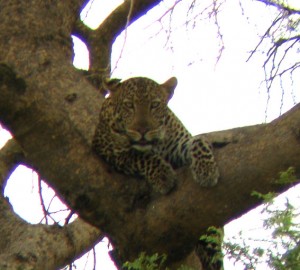 2010_07-animal-murch-park-12
