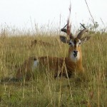 2010_07-animal-murch-park-13