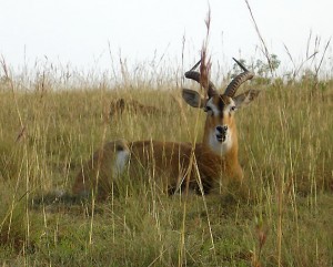 2010_07-animal-murch-park-13
