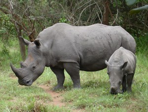2010_07-animal-murch-park-2