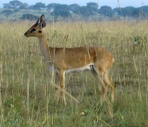 2010_07-animal-murch-park-5