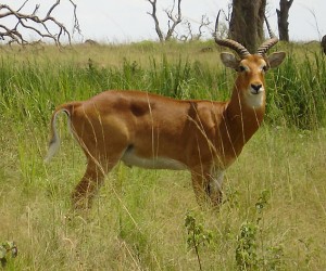2010_07-animal-murch-park-6