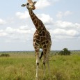 Als ich vor 8 Jahren meinen Gewerbetrieb aufgegeben habe, um meinem Traum nachzugehen, Englisch zu lernen und im Ausland zu leben, haben die meisten meiner […]