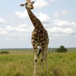 2010_07-animal-murch-park-7