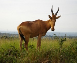 2010_07-animal-murch-park-9