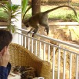 Im Maerz 2009 sind wir nach Uganda eingereist; ich mit Arbeitsvertrag bei einer Entwicklungsorganisation und mein Mann als â€œmitausreisender Partnerâ€ Hier ein Auszug aus einer […]