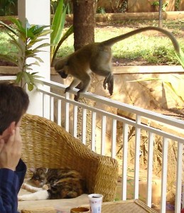 Monkey-2009_04