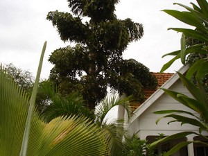 Tree-1