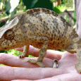 Besonders faszinierend in Uganda ist das Wildleben, welches man in seinem eigenen Garten findet. So hat uns letzte Nacht unser Hund aus dem Bett gebellt, […]